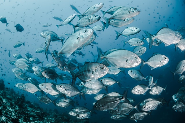 Op een verantwoorde manier essentiële voedingstoffen binnenkrijgen door plantaardige Omega 3
